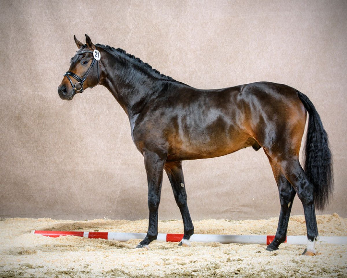 stallion Federico Fellini (Oldenburg, 2013, from For Romance I)