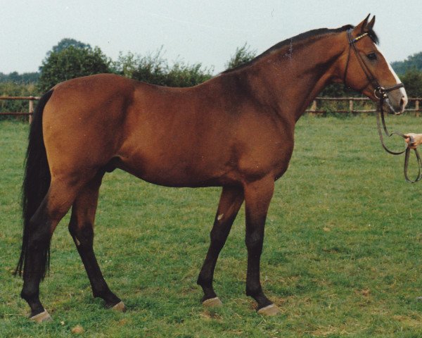 stallion Marius (Holsteiner, 1970, from Marlon xx)