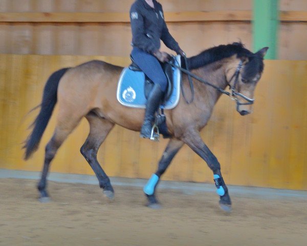 Pferd Lucky (Irish Sport Horse, 2011)