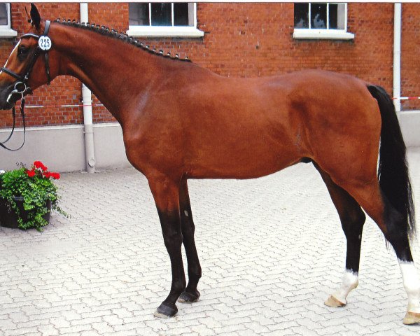 dressage horse Lütten Paul (Holsteiner, 2010, from Landos)