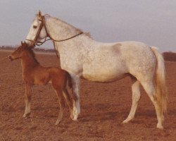 broodmare Vega (Holsteiner, 1961, from Cottage Son xx)