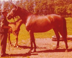 broodmare Ina (Holsteiner, 1972, from Urioso)