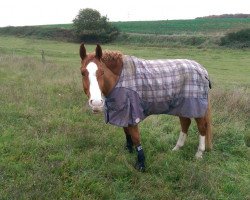 jumper Colourful Caspar (Hanoverian, 2010, from Carrico)