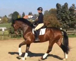 dressage horse Caustakko (Hanoverian, 2009, from Canstakko)