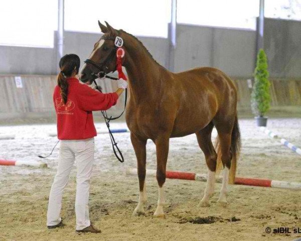 dressage horse Sirrah (Austrian Warmblood, 2009, from Auheim's Rhaposario)