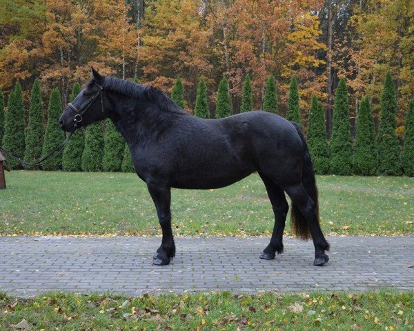 Pferd Fortuna (Polnisches Warmblut, 2011)