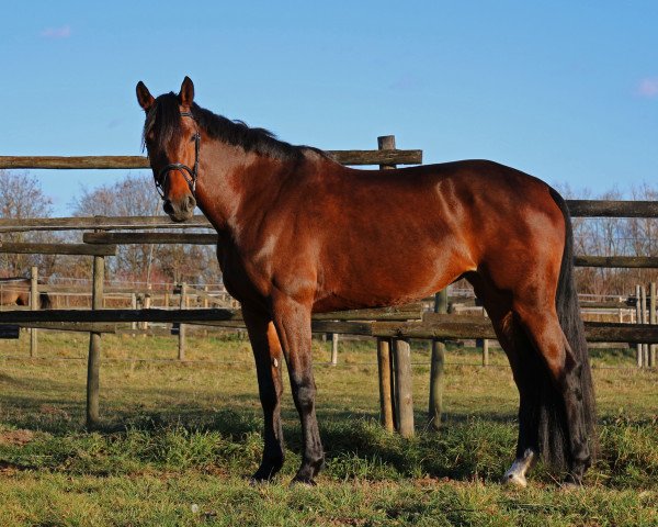 broodmare Chiara G (Württemberger, 2009, from Indoctro II)