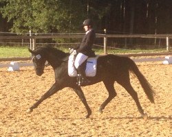 dressage horse Sanday 3 (Hanoverian, 2007, from Sandro Song)