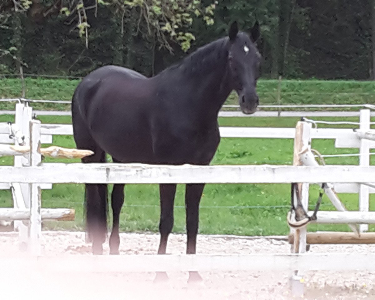 broodmare 173Zalione (Oldenburg, 1999, from Don Gregory)