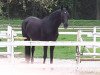 broodmare 173Zalione (Oldenburg, 1999, from Don Gregory)