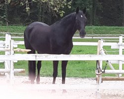 Zuchtstute 173Zalione (Oldenburger, 1999, von Don Gregory)