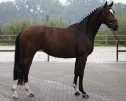 broodmare Daisylight (Westphalian, 2012, from Dankeschön)