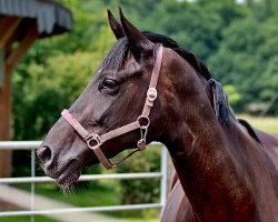 broodmare Rubina (Oldenburg, 1996, from Rubin Star N)