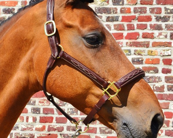 broodmare Withney (de carmel) (Belgian Warmblood, 1999, from Canaletto)