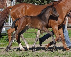 dressage horse Sherman (Hanoverian, 2015, from Schwarzgold)