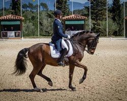 dressage horse Robinson de Lafont de Massa (Lusitano, 2005, from Maestro JGB)