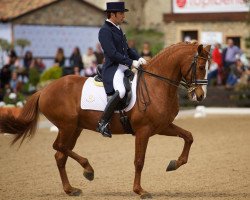 stallion Alcaide (Lusitano, 2005, from Lobito)