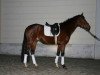 dressage horse Lakota 34 (Hanoverian, 2010, from Lauries Crusador xx)