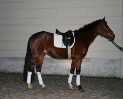 dressage horse Lakota 34 (Hanoverian, 2010, from Lauries Crusador xx)