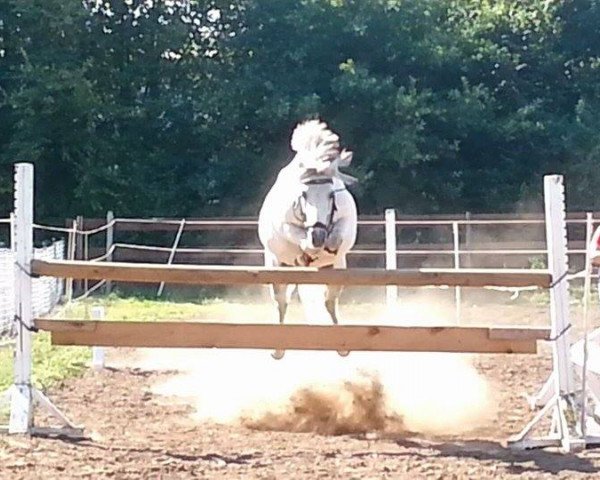 Pferd Brisco (Welsh Mountain Pony (Sek.A), 2005)
