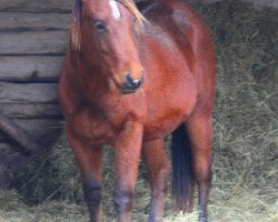 Pferd AHF Bueno Gentleman (Quarter Horse, 2014)