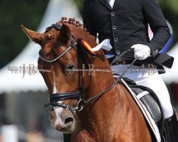 dressage horse Mr. Diamond (Trakehner, 2011, from Syriano)