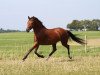 Dressurpferd Carmina Burana L (Deutsches Reitpony, 2008, von FS Champion de Luxe)