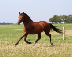 dressage horse Carmina Burana L (German Riding Pony, 2008, from FS Champion de Luxe)