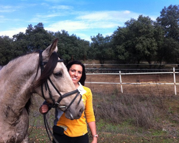 Pferd Zafiro (Lusitano,  )