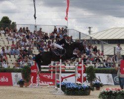 jumper Quilate del Duero (Selle Français, 2004, from Ephebe For Ever)