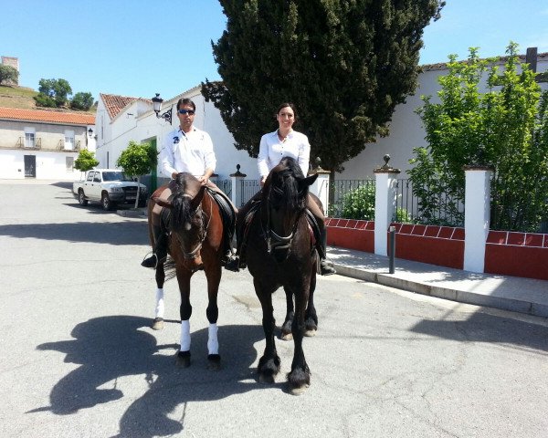 Pferd Domino (Andalusier,  )