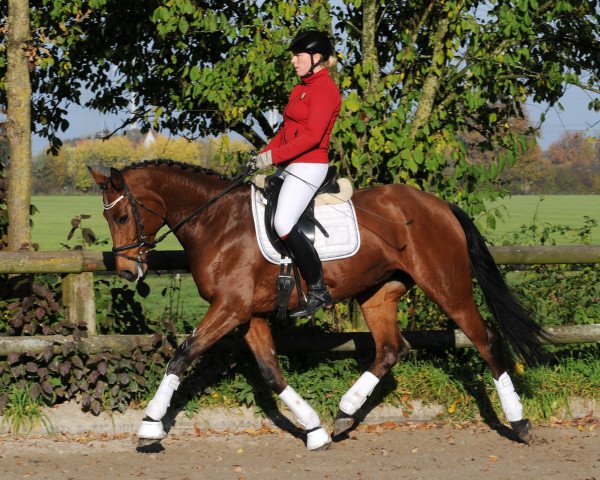 dressage horse Danique (KWPN (Royal Dutch Sporthorse), 2008, from Valeron)