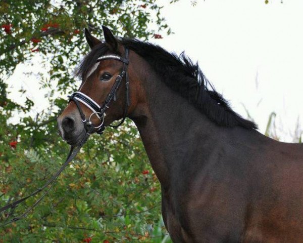 broodmare Goldi (German Riding Pony, 2006, from Losander)