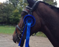 dressage horse Cetu (Hanoverian, 2008, from Contendros Bube)