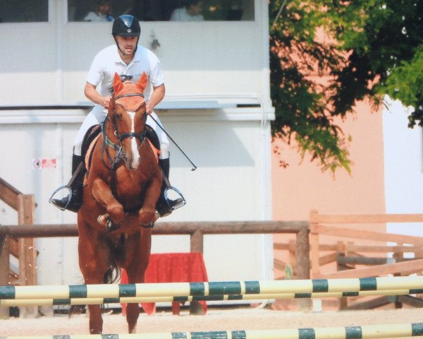 horse Miskhan (Akhal-Teke, 2009, from Mihman)