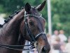 dressage horse Debussy17 (Hanoverian, 2001, from Davignon I)