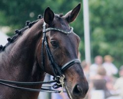 dressage horse Debussy17 (Hanoverian, 2001, from Davignon I)