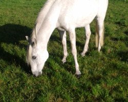 broodmare Carina (German Riding Pony, 1986, from Faruk)