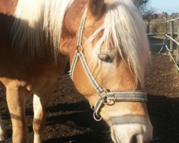 Pferd Barbosa (Haflinger,  , von Blickfang)