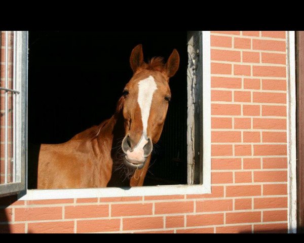 dressage horse Alegro 50 (Hanoverian, 1990, from Akut)