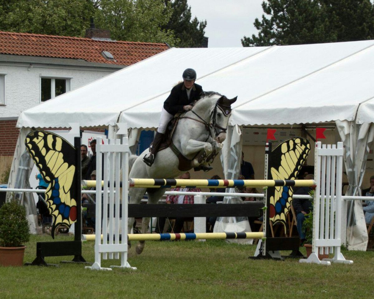 Zuchtstute Schattenfell 4 (Hannoveraner, 2006, von Salito)