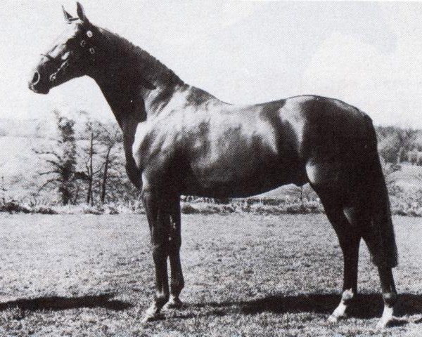 Deckhengst Valiant (British Riding Pony, 1970, von Bwlch Hill Wind)