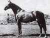 stallion Valiant (British Riding Pony, 1970, from Bwlch Hill Wind)