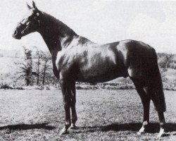 stallion Valiant (British Riding Pony, 1970, from Bwlch Hill Wind)