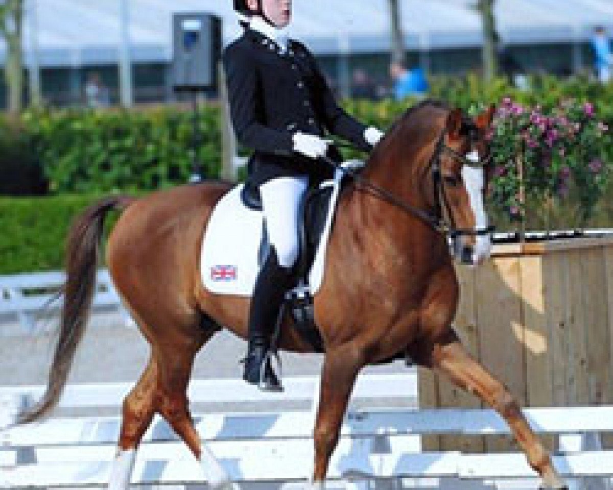 Deckhengst Bernwode Brokat (Deutsches Reitpony, 1997, von Brillant)
