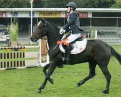 horse Olivier de L'Eguille (New Forest Pony, 2002, from Priory Firelight II)