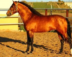 stallion Bayo (Pura Raza Espanola (PRE), 2009)