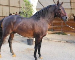 stallion Gregorio (Pura Raza Espanola (PRE), 2012)