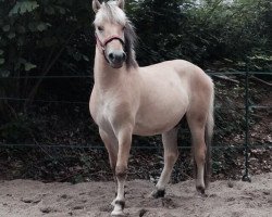 horse DerHenrii (Fjord Horse, 2013, from Dalbyn)