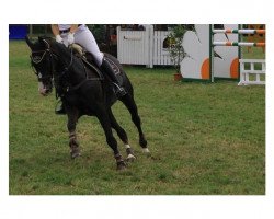 dressage horse Di da (Oldenburg, 2003, from D'Olympic)